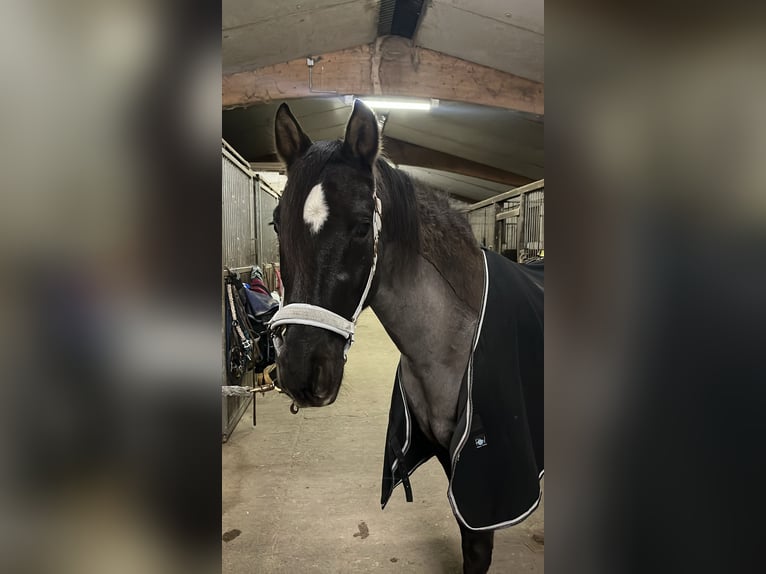 Sonstige Rassen Wallach 16 Jahre 154 cm Brauner in Aldenhoven