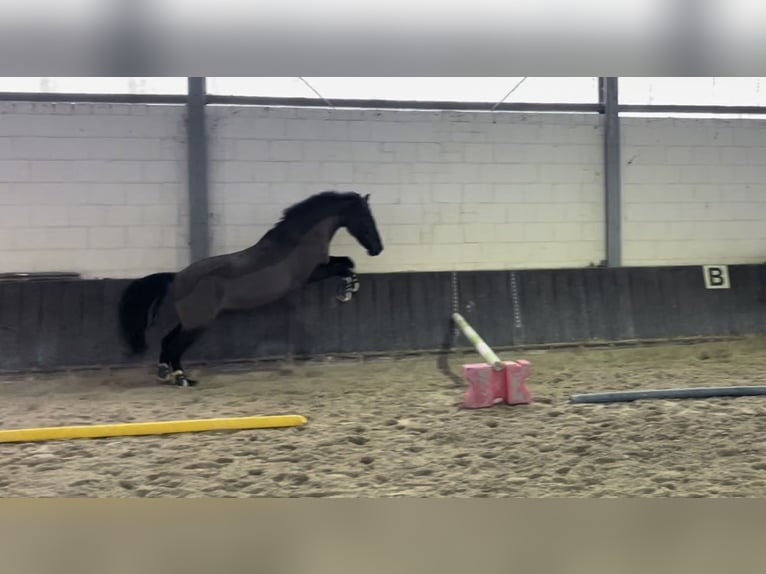 Sonstige Rassen Wallach 16 Jahre 154 cm Brauner in Aldenhoven