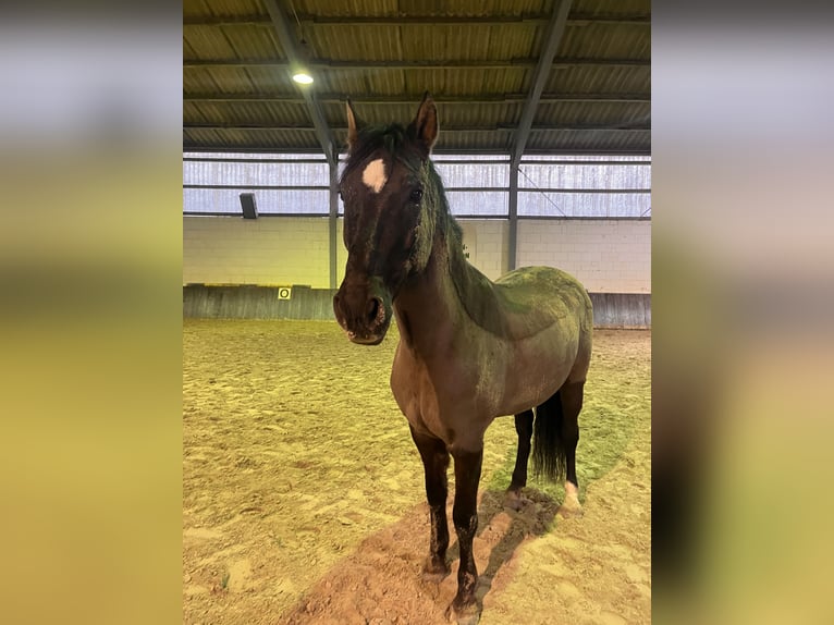 Sonstige Rassen Wallach 16 Jahre 154 cm Brauner in Aldenhoven