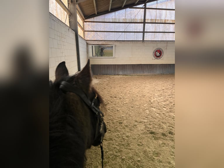 Sonstige Rassen Wallach 16 Jahre 154 cm Brauner in Aldenhoven