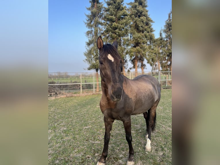 Sonstige Rassen Wallach 16 Jahre 154 cm Brauner in Aldenhoven