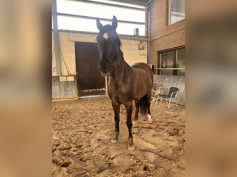 Sonstige Rassen Wallach 16 Jahre 154 cm Brauner in Aldenhoven