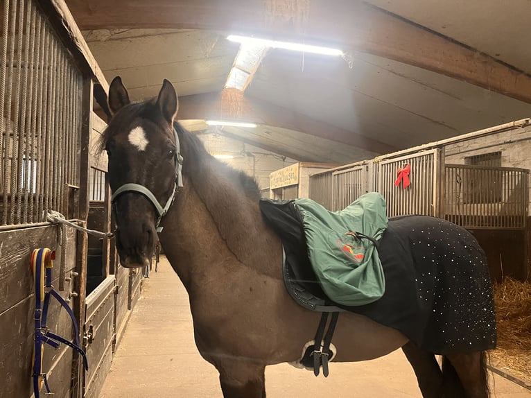 Sonstige Rassen Wallach 16 Jahre 154 cm Brauner in Aldenhoven