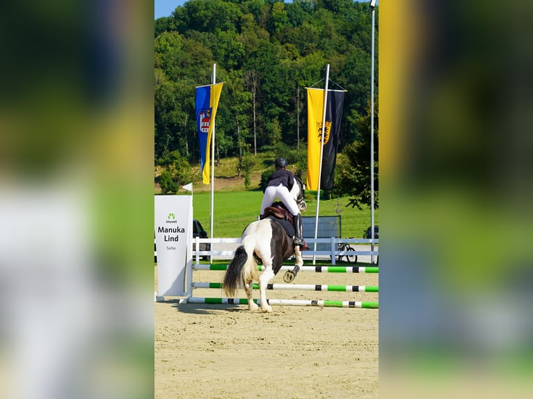 Sonstige Rassen Wallach 16 Jahre 156 cm Schecke in Isny im Allg&#xE4;u