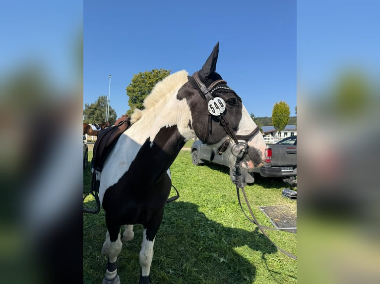 Sonstige Rassen Wallach 16 Jahre 156 cm Schecke in Isny im Allg&#xE4;u