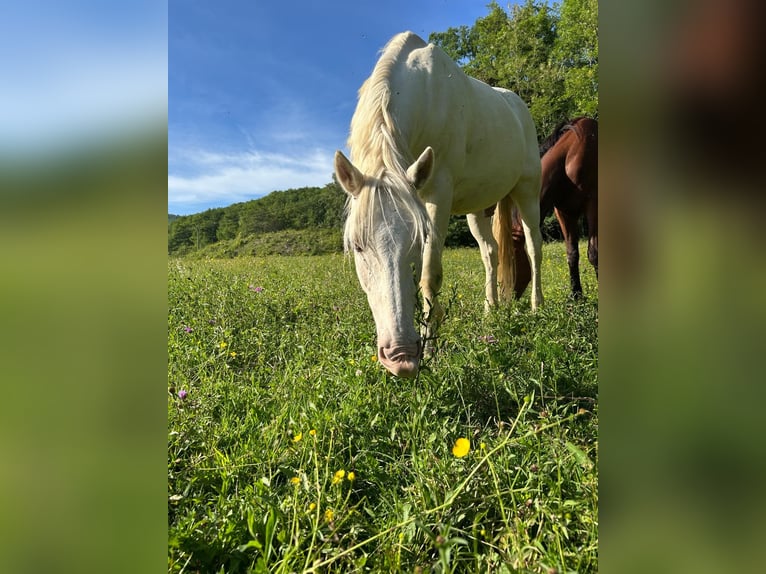 Sonstige Rassen Wallach 16 Jahre 160 cm Cremello in foix
