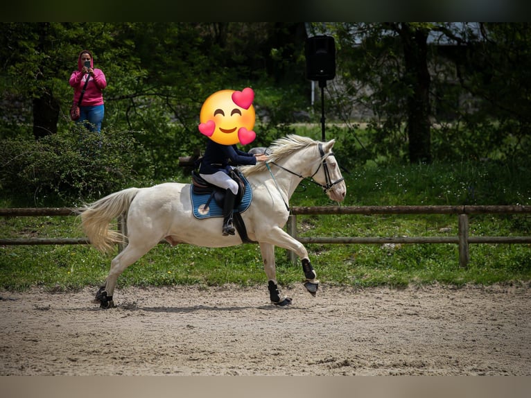 Sonstige Rassen Wallach 16 Jahre 160 cm Cremello in foix