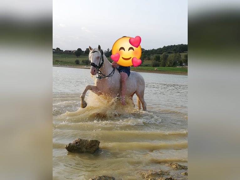 Sonstige Rassen Wallach 16 Jahre 160 cm Cremello in foix