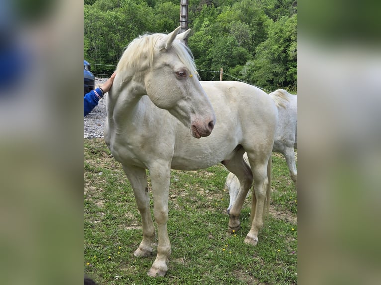 Sonstige Rassen Wallach 16 Jahre 160 cm Cremello in foix