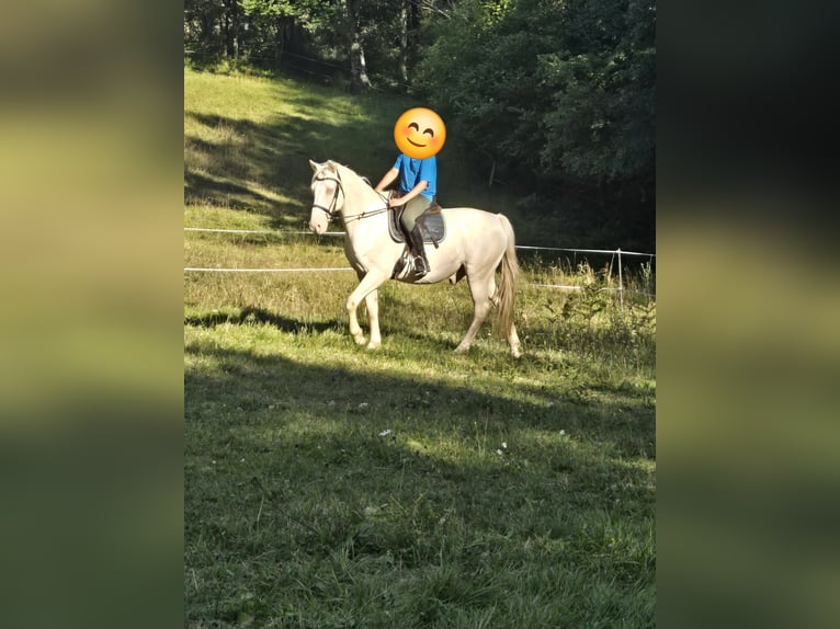 Sonstige Rassen Wallach 16 Jahre 160 cm Cremello in foix