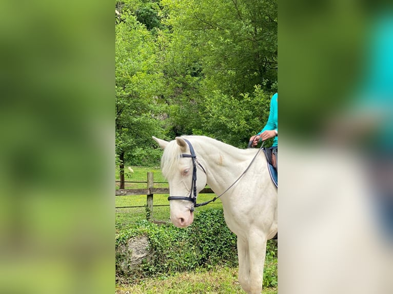 Sonstige Rassen Wallach 16 Jahre 160 cm Cremello in foix