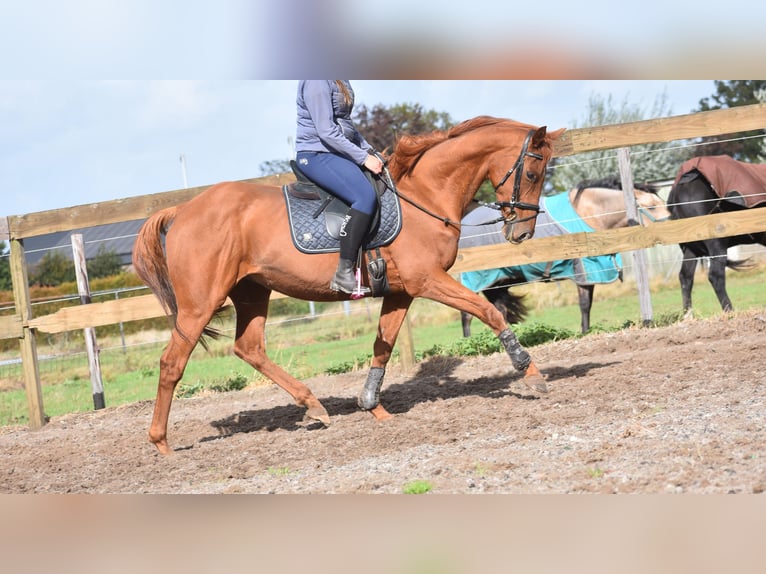 Sonstige Rassen Wallach 16 Jahre 160 cm Fuchs in Achtmaal