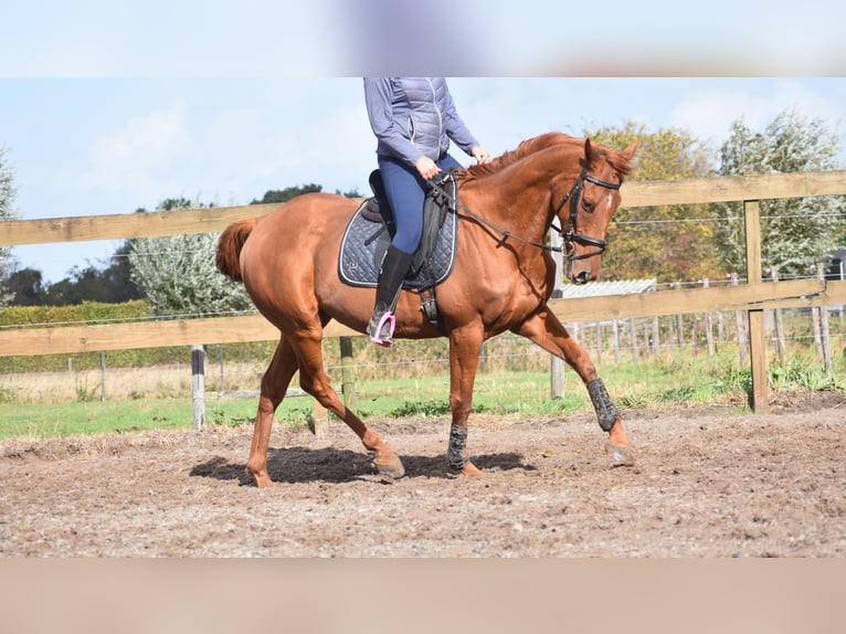Sonstige Rassen Wallach 16 Jahre 160 cm Fuchs in Achtmaal