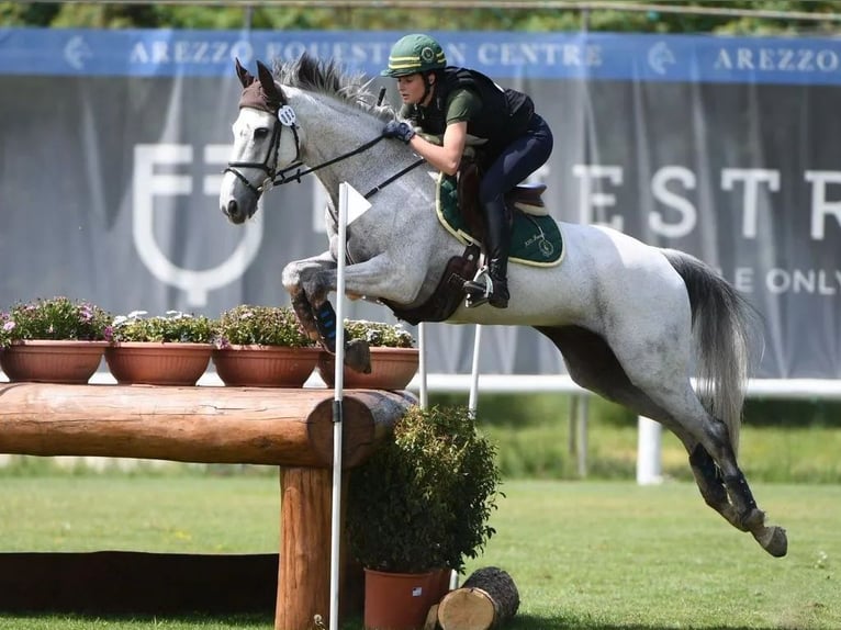 Sonstige Rassen Wallach 16 Jahre 160 cm Schimmel in BODIO LOMNAGO