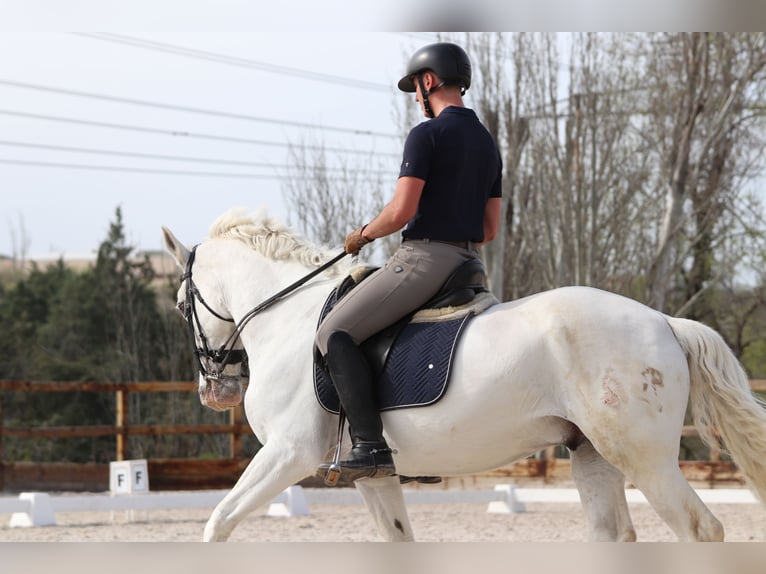 Sonstige Rassen Mix Wallach 16 Jahre 167 cm Schimmel in Pozuelo De Alarcon