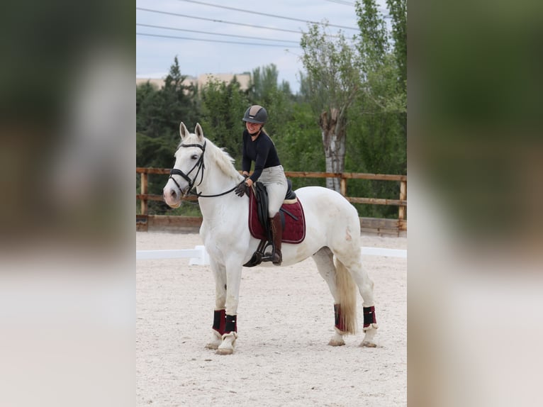Sonstige Rassen Mix Wallach 16 Jahre 167 cm Schimmel in Pozuelo De Alarcon
