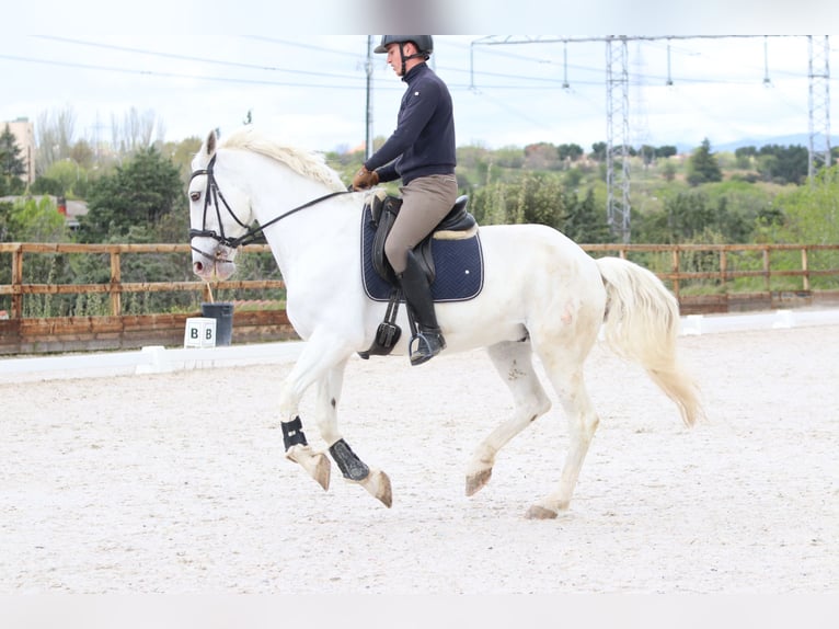 Sonstige Rassen Mix Wallach 16 Jahre 167 cm Schimmel in Pozuelo De Alarcon