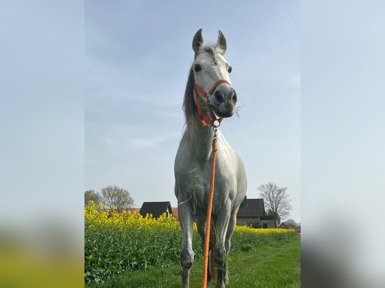 Sonstige Rassen Mix Wallach 17 Jahre 151 cm  in Sehnde