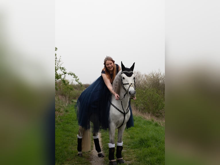 Sonstige Rassen Mix Wallach 17 Jahre 151 cm  in Sehnde