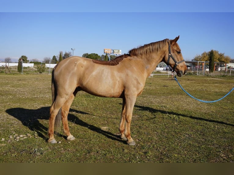 Sonstige Rassen Wallach 17 Jahre 153 cm Fuchs in Alcorcon