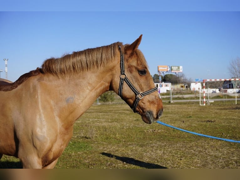 Sonstige Rassen Wallach 17 Jahre 153 cm Fuchs in Alcorcon