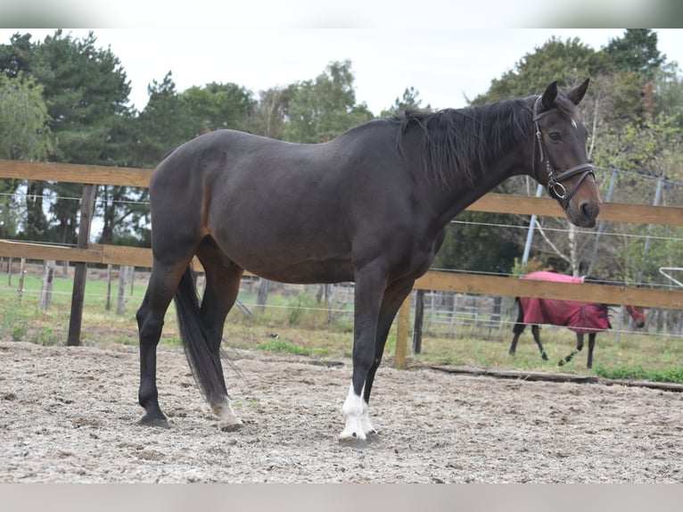 Sonstige Rassen Wallach 17 Jahre 158 cm Dunkelbrauner in Achtmaal Sonstige Rassen Wallach 17 Jahre 158 cm Dunkelbrauner in Achtmaal