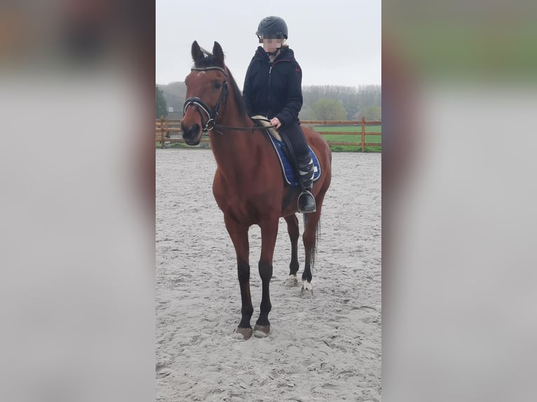Sonstige Rassen Wallach 17 Jahre 160 cm Brauner in Goch
