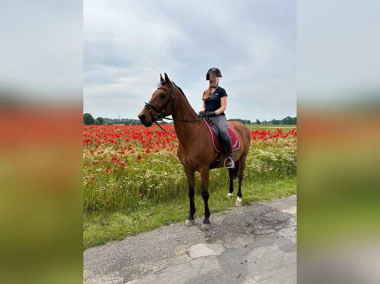 Sonstige Rassen Wallach 17 Jahre 160 cm Brauner in Goch