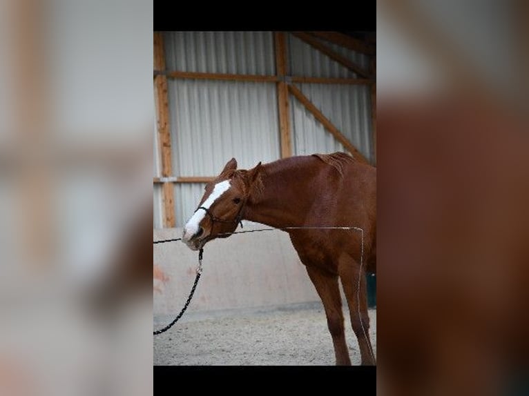 Sonstige Rassen Mix Wallach 17 Jahre 163 cm Fuchs in Mainz-Kostheim