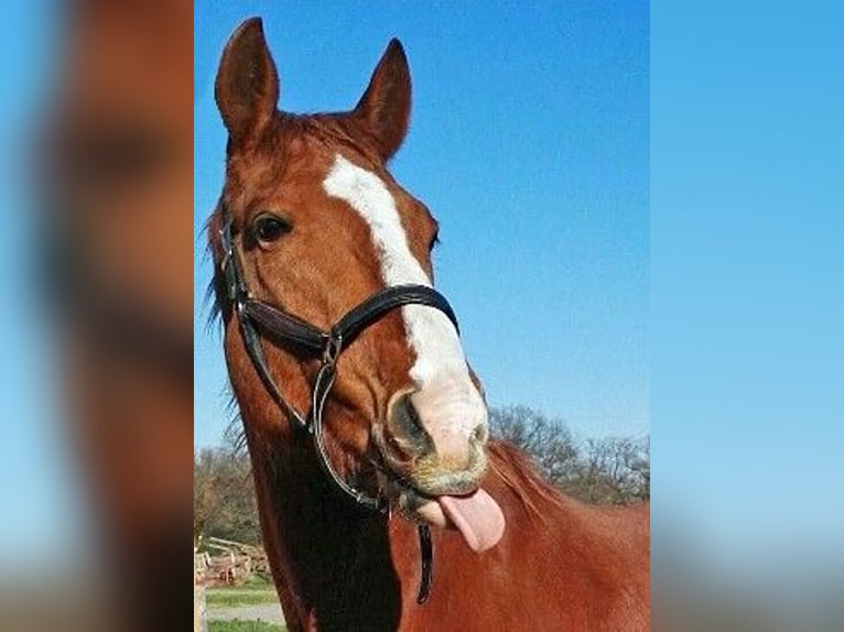 Sonstige Rassen Mix Wallach 17 Jahre 163 cm Fuchs in Mainz-Kostheim