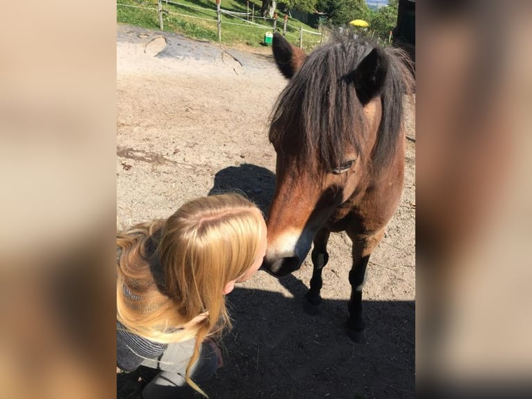 Sonstige Rassen Mix Wallach 18 Jahre 110 cm Dunkelfuchs in Steinmaur