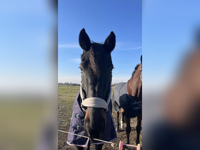 Sonstige Rassen Wallach 18 Jahre 170 cm Schwarzbrauner in Neu Wulmstorf