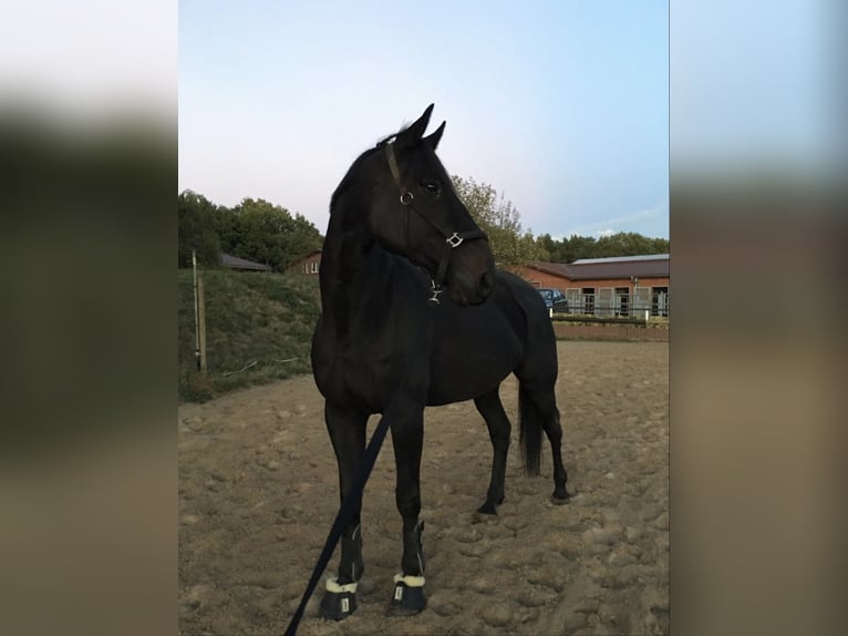 Sonstige Rassen Wallach 18 Jahre 170 cm Schwarzbrauner in Neu Wulmstorf