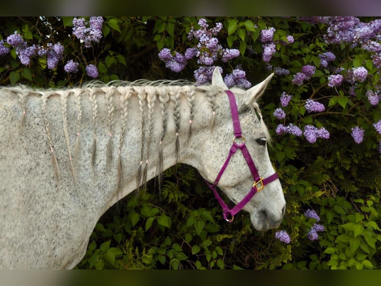 Sonstige Rassen Mix Wallach 19 Jahre Fliegenschimmel in Fensterbach