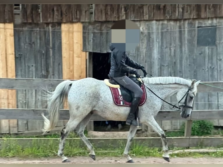 Sonstige Rassen Mix Wallach 19 Jahre Fliegenschimmel in Fensterbach