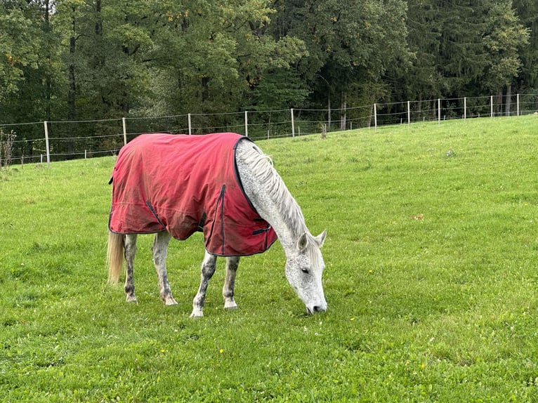 Sonstige Rassen Mix Wallach 19 Jahre Fliegenschimmel in Fensterbach