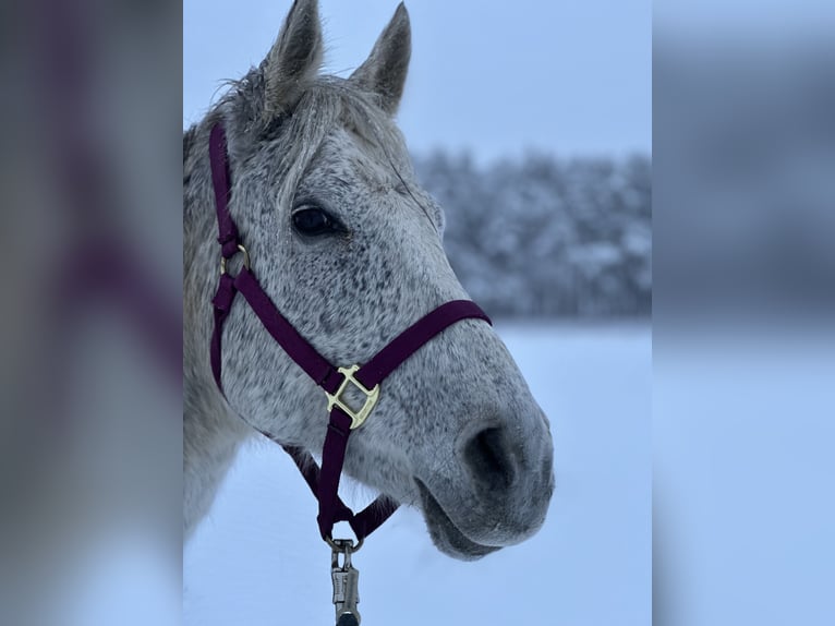 Sonstige Rassen Mix Wallach 19 Jahre Fliegenschimmel in Fensterbach