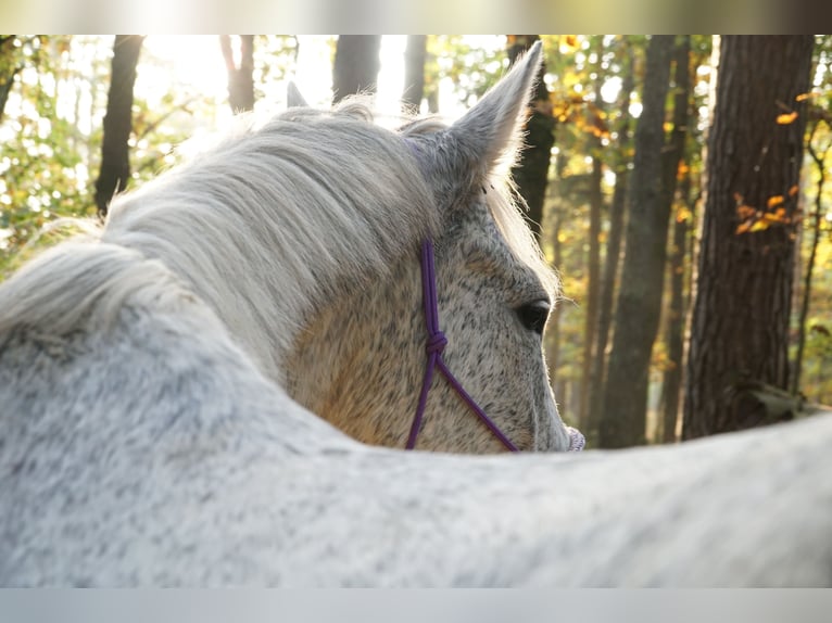 Sonstige Rassen Mix Wallach 19 Jahre Fliegenschimmel in Fensterbach