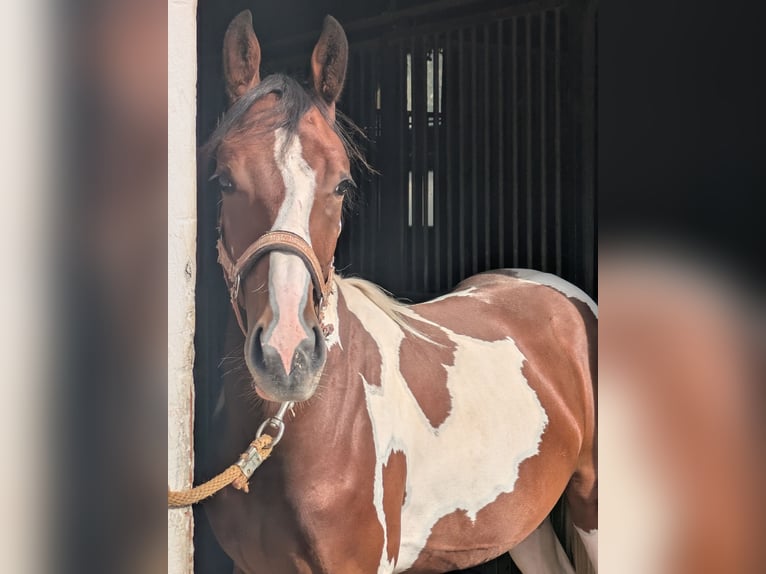 Sonstige Rassen Mix Wallach 1 Jahr 150 cm Tobiano-alle-Farben in Bad Mergentheim