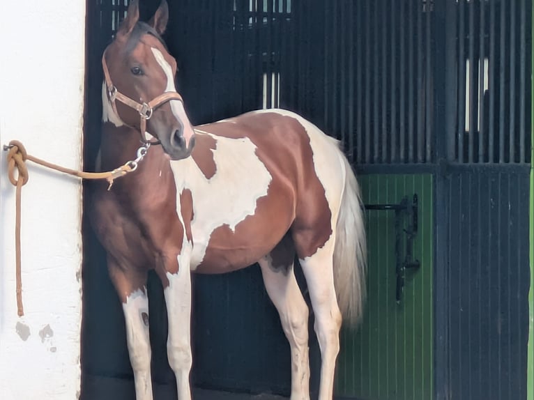 Sonstige Rassen Mix Wallach 1 Jahr 150 cm Tobiano-alle-Farben in Bad Mergentheim