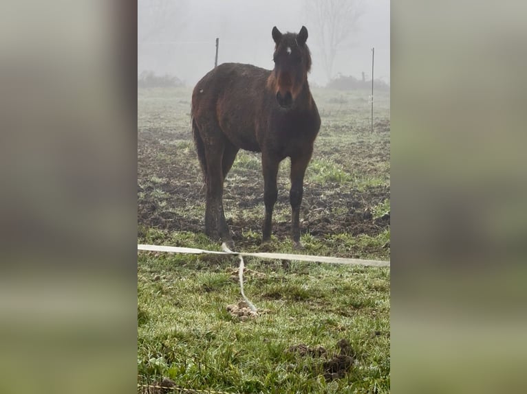 Sonstige Rassen Mix Wallach 1 Jahr Schwarzbrauner in La Roche-sur-Yon
