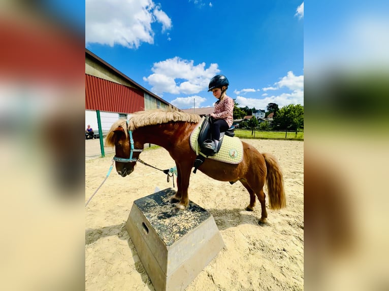 Sonstige Rassen Mix Wallach 20 Jahre 115 cm Fuchs in Sprockh&#xF6;vel