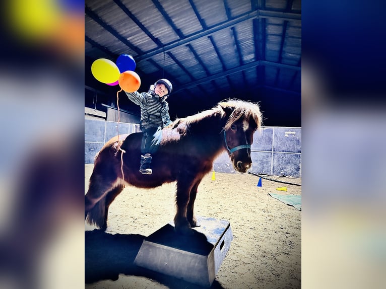 Sonstige Rassen Mix Wallach 20 Jahre 115 cm Fuchs in Sprockh&#xF6;vel
