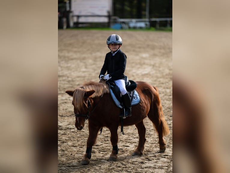 Sonstige Rassen Mix Wallach 20 Jahre 115 cm Fuchs in Sprockh&#xF6;vel