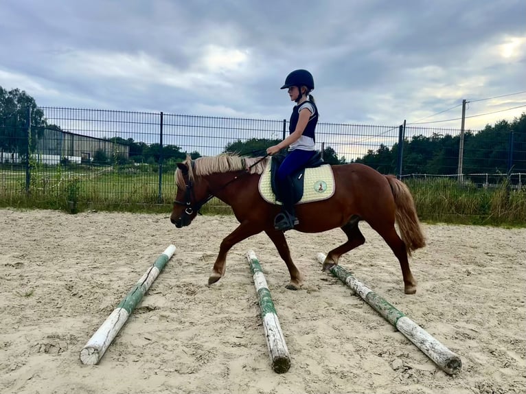 Sonstige Rassen Mix Wallach 20 Jahre 115 cm Fuchs in Sprockh&#xF6;vel