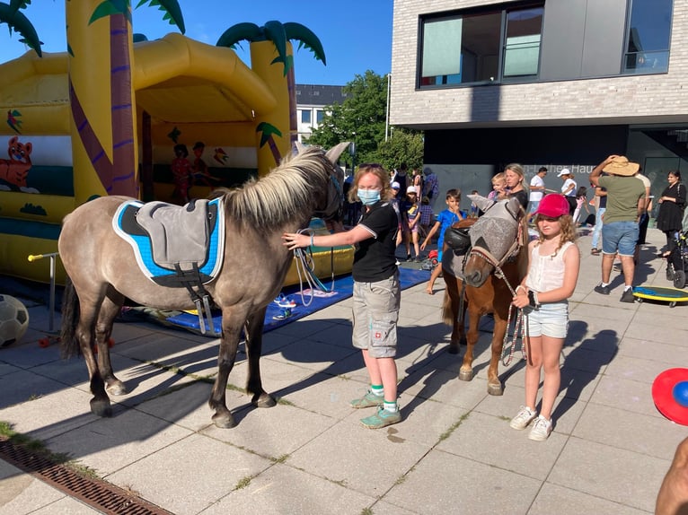 Sonstige Rassen Mix Wallach 20 Jahre 115 cm Fuchs in Sprockh&#xF6;vel
