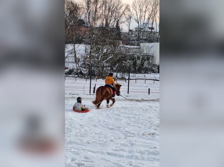 Sonstige Rassen Mix Wallach 20 Jahre 115 cm Fuchs in Sprockh&#xF6;vel