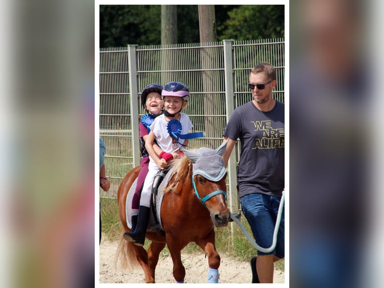 Sonstige Rassen Mix Wallach 20 Jahre 115 cm Fuchs in Sprockh&#xF6;vel