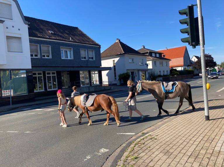 Sonstige Rassen Mix Wallach 20 Jahre 115 cm Fuchs in Sprockh&#xF6;vel