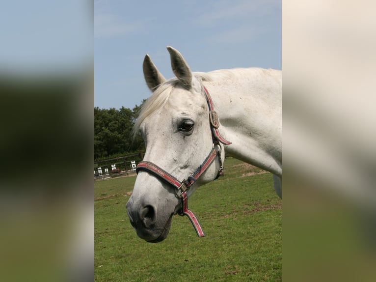 Sonstige Rassen Mix Wallach 20 Jahre 148 cm Schimmel in Veldhoven